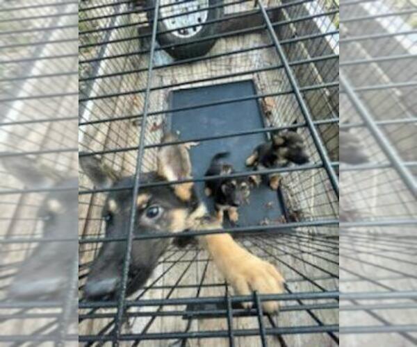 Medium Photo #1 German Shepherd Dog Puppy For Sale in LEXINGTON, SC, USA