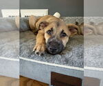 Small #1 Australian Shepherd-Boxer Mix