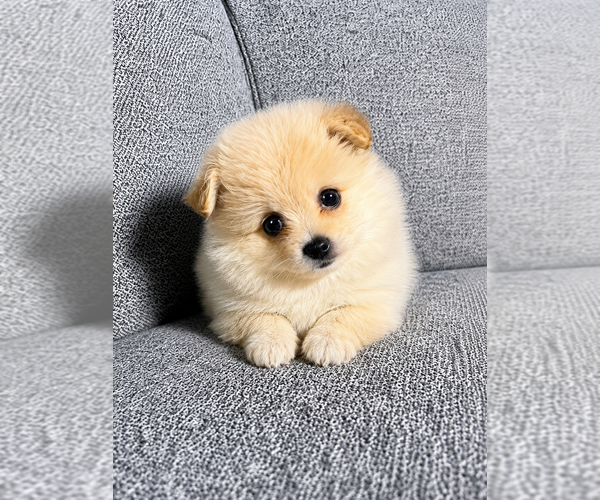 Medium Photo #9 Pomeranian Puppy For Sale in FAIR HAVEN, MI, USA