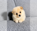 Small #8 Pomeranian