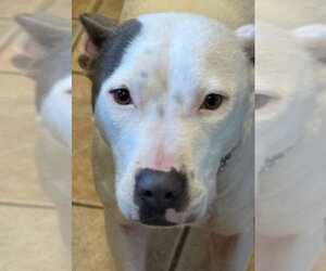 Mutt Dogs for adoption in Fairfax, VA, USA