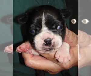 Boston Terrier Puppy for sale in CRKD RVR RNCH, OR, USA