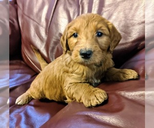 Goldendoodle-Poodle (Standard) Mix Puppy for sale in ROSCOE, IL, USA