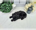 Small Photo #2 Poodle (Toy) Puppy For Sale in COLLEGE STA, TX, USA