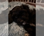 Puppy Raven Cavachon