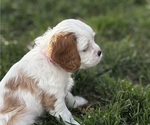 Small Photo #3 Cavapoo Puppy For Sale in ALBUQUERQUE, NM, USA