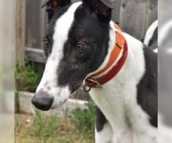 Medium Photo #1 Greyhound Puppy For Sale in Grandville, MI, USA