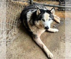 - Mix Dogs for adoption in Shreveport, LA, USA
