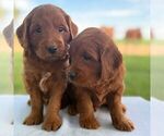 Small #2 Goldendoodle (Miniature)