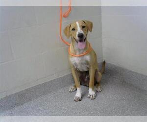 American Pit Bull Terrier-Unknown Mix Dogs for adoption in Pasadena, TX, USA