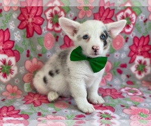 Pembroke Welsh Corgi Puppy for sale in LANCASTER, PA, USA
