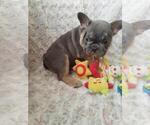 Small #2 French Bulldog