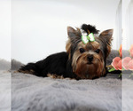 Small #1 Yorkshire Terrier