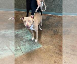 American Pit Bull Terrier Dogs for adoption in Lacombe, LA, USA