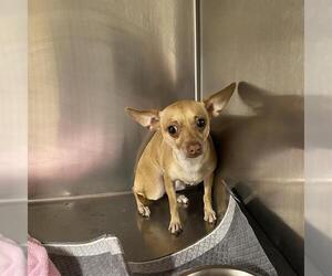 Chihuahua-Unknown Mix Dogs for adoption in Modesto, CA, USA