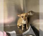 Small Chihuahua Mix
