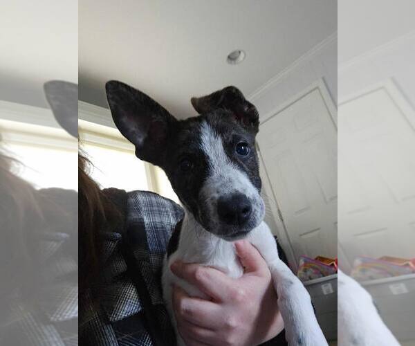 Medium Photo #2 Rat Terrier Puppy For Sale in Poplar Bluff, MO, USA