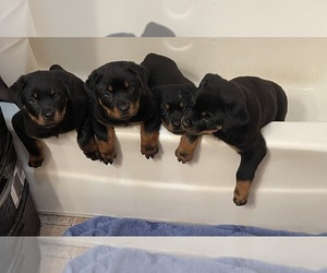 Rottweiler Puppy for sale in KENANSVILLE, NC, USA