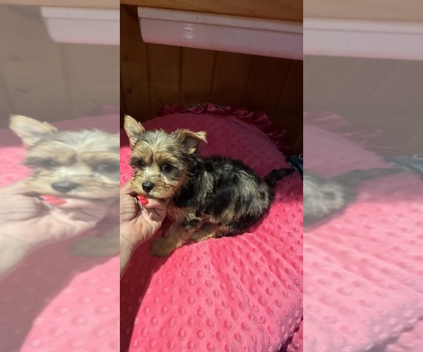 Medium Photo #1 Yorkshire Terrier Puppy For Sale in ALVORD, IA, USA