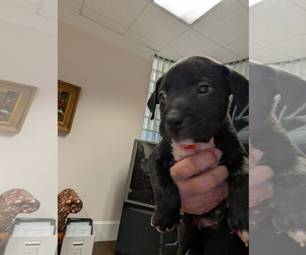 Medium Photo #1 American Staffordshire Terrier-Unknown Mix Puppy For Sale in Holly Springs, NC, USA