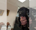 Small American Staffordshire Terrier Mix