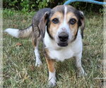Small Beagle Mix