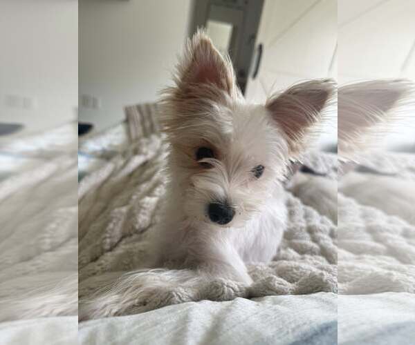 Medium Photo #3 Mutt Puppy For Sale in Greenville, SC, USA