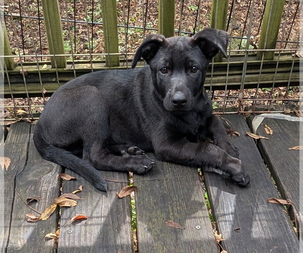 Medium Photo #3 Border-Aussie Puppy For Sale in Des Moines, IA, USA