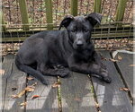 Small #2 Border-Aussie