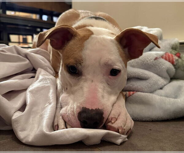 Medium Photo #10 American Pit Bull Terrier Puppy For Sale in Hillsboro, NH, USA