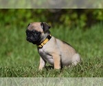 Small #5 Pug