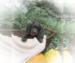 Puppy Twig Cocker Spaniel-Miniature Bernedoodle Mix