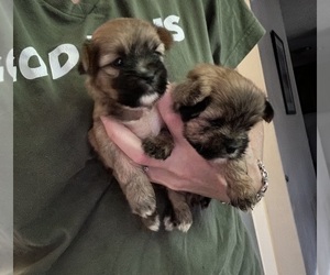 Morkie-Shih Tzu Mix Puppy for Sale in VIRGINIA BEACH, Virginia USA