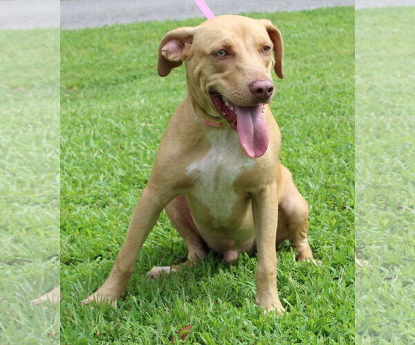 Medium Photo #3 Mutt Puppy For Sale in Prattville, AL, USA