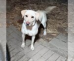 Small Photo #4 Borador Puppy For Sale in Aurora, IN, USA