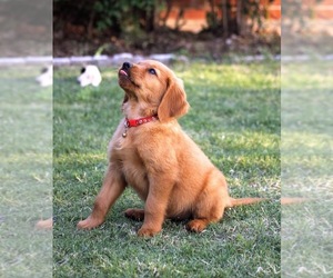 Golden Retriever Dog for Adoption in MOORE, Oklahoma USA