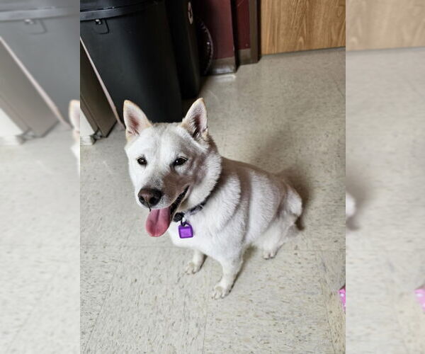 Medium Photo #3 Shiba Inu Puppy For Sale in Mukwonago, WI, USA