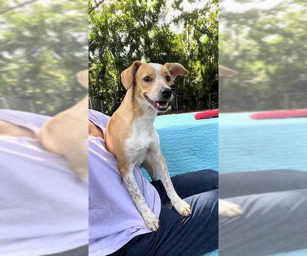 Medium Photo #4 Cocker Spaniel-Jack Russell Terrier Mix Puppy For Sale in Weston, FL, USA