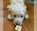 Small Photo #18 Goldendoodle Puppy For Sale in TERRY, MS, USA