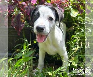 Labrador Retriever-Unknown Mix Dogs for adoption in Washington, DC, USA