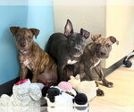 Small #1 American Pit Bull Terrier Mix