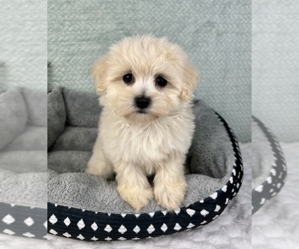 Medium Photo #5 Maltipoo Puppy For Sale in FRANKLIN, IN, USA