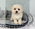 Small #4 Maltipoo