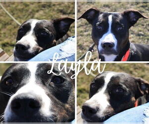 American Staffordshire Terrier-Unknown Mix Dogs for adoption in Pierceton , IN, USA