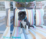 Small Photo #8 Collie-Labrador Retriever Mix Puppy For Sale in Wakefield, RI, USA