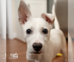 Small #5 Labrador Retriever Mix