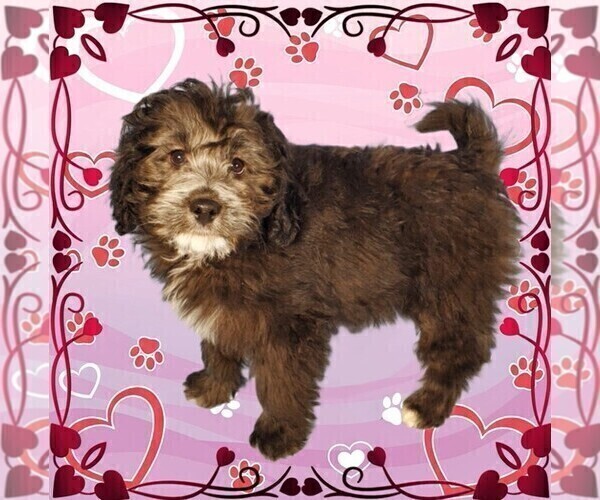 Medium Photo #5 Bernedoodle (Miniature) Puppy For Sale in PEYTON, CO, USA