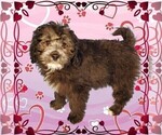 Puppy Michaelangelo Bernedoodle (Miniature)