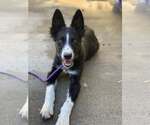 Small #1 Border Collie Mix