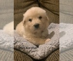 Small Photo #22 Pyredoodle Puppy For Sale in MARION, IN, USA